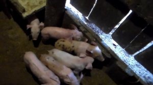 Укол железа поросятам 5 день жизни.Витамины для  поросят в домашних условиях.