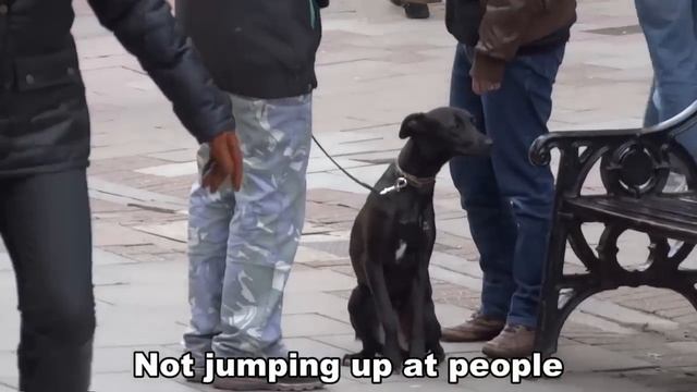 Lottie - Whippet - 21 Day Dog Boot Camp with Adolescent Dogs UK смотреть онлайн