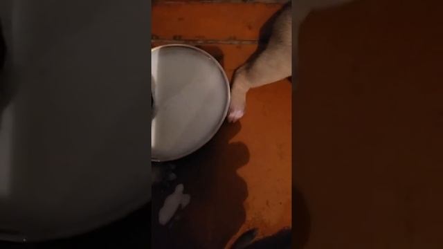 Щенки стаффорды аппетитно едят смотреть онлайн