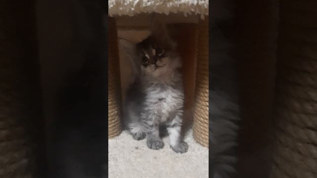 Мейн-кун мальчик смотреть онлайн