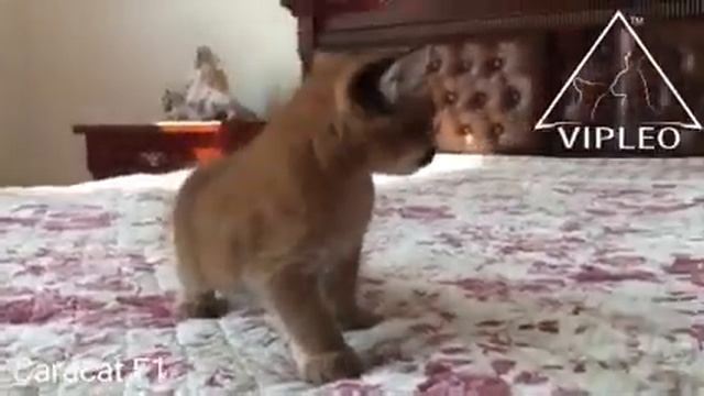 Самый красивый котенок каракет в мире! Caracat смотреть онлайн