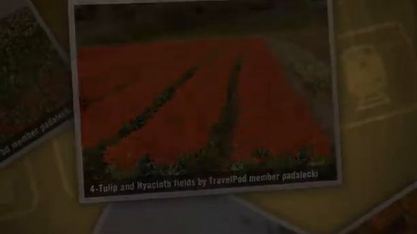 "Day 10 Part 1 Tulips and Hyacinth Fields" Padalecki's photos around Keukenhofmolen, Netherlands