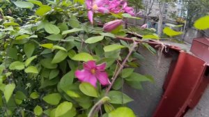 Розовый клематис. Клематис - неприхотливое растение, освоит любые пространства на придомовом участк