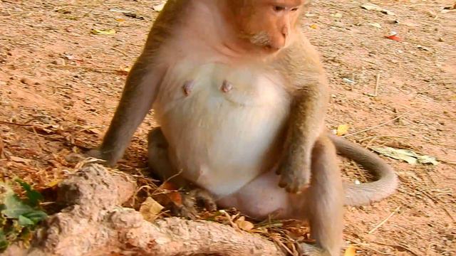 WOW! Very big pregnant mom Leyla will give new birth soon смотреть онлайн