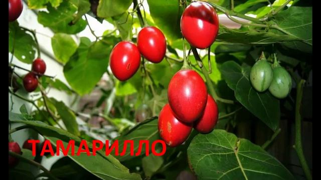ЭКЗОТИЧЕСКИЕ ФРУКТЫ,КОТОРЫЕ МАЛО КТО НЕ ТО,ЧТО ПРОБОВАЛ,НО И ВИДЕЛ смотреть онлайн