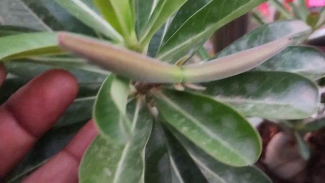 अगेव प्लांट | Agave Plant Care|Dragon Fruit|Adenium Care | #agave #agaveplant #agavoides смотреть онлайн