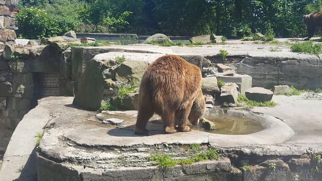 Калининградский зоопарк смотреть онлайн