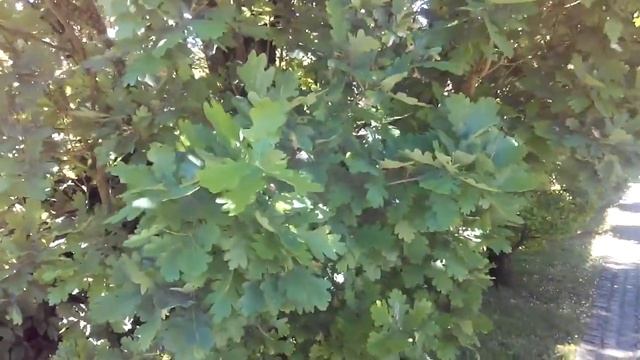 Колоновидные дубы смотреть онлайн