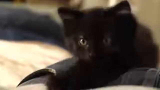Котенок - это страшное животное!!!.mp4 смотреть онлайн