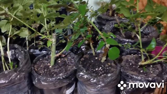 Розы из коробок спустя месяц после посадки в горшки цветут дома смотреть онлайн