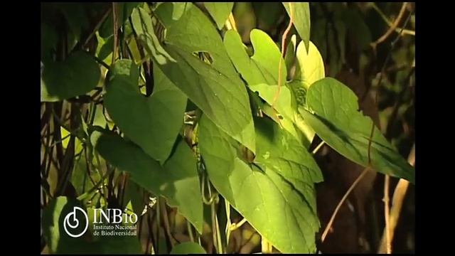 Plantas Aristolochiaceae Aristolochia grandiflora Atrapamoscas,Pelican Flower смотреть онлайн