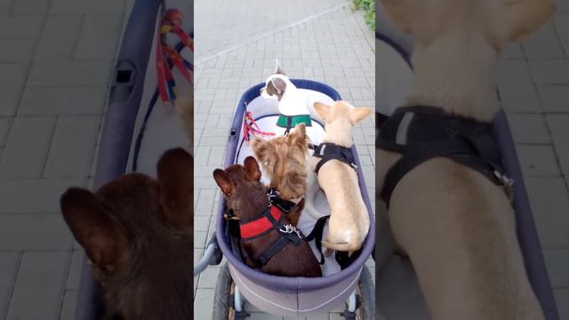 прогулка чихуахуа - четверо в одной коляске! смотреть онлайн