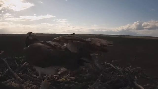 Скопа_Гнездо_В гнезде скопы появилось второе яйцо (26 апреля 18:09) смотреть онлайн