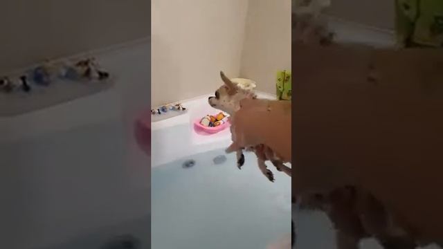 как мыть собаку породы чихуахуа смотреть онлайн