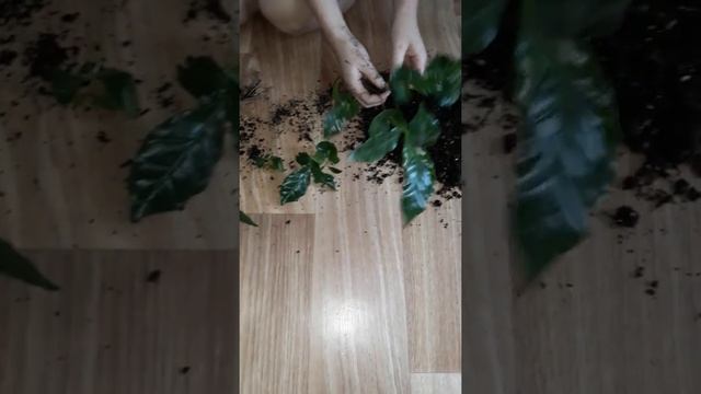 КОФЕЙНОЕ ДЕРЕВО АРАБИКА КОМНАТНЫЙ ЦВЕТОК ПЕРЕСАДКА. смотреть онлайн