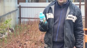 Голубика, как сохранить саженцы зимой