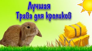 Какую траву можно давать кроликам, кролики едят траву