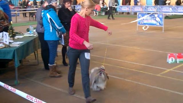 выставка собак Минск 23.11.2014(ши-тцу)