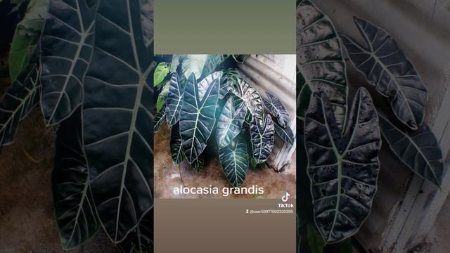 alocasia grandis смотреть онлайн
