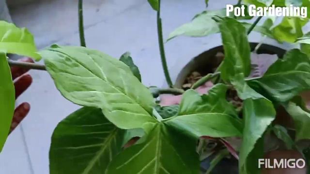 Syngonium Plant Collection, Care, Propagation | Arrowhead Plant | Best Indoor | Purifying Plants