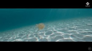 MASUL - Самая - самая (Official Mood Video!!!)