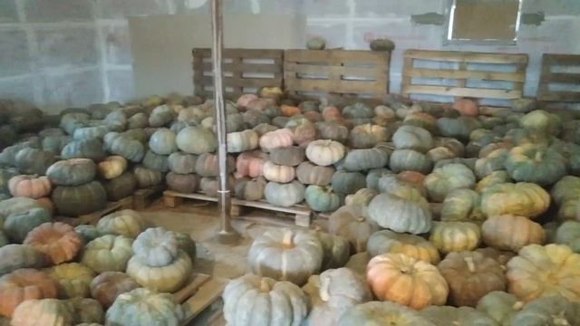 Строительный Фокус