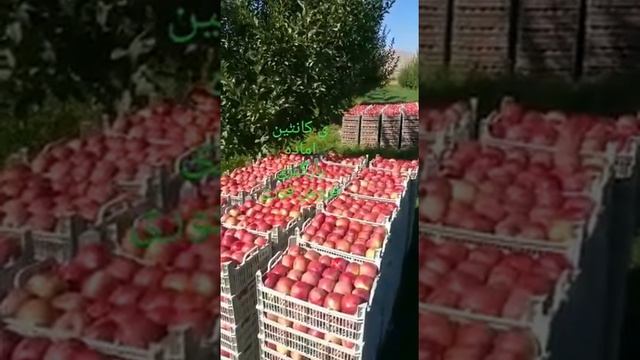 Органические Сады и супер качественные яблоки ? Ред Делишес и Голден Иран ?? Lorado +79284244490 смотреть онлайн