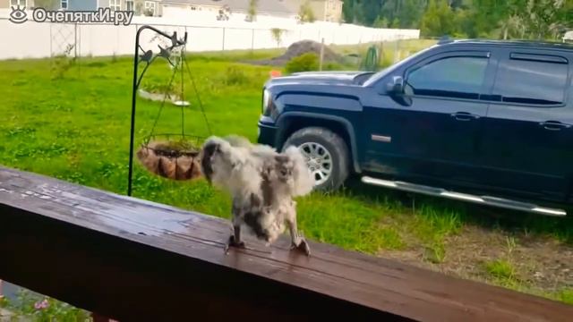 Танцующий попугай. смотреть онлайн