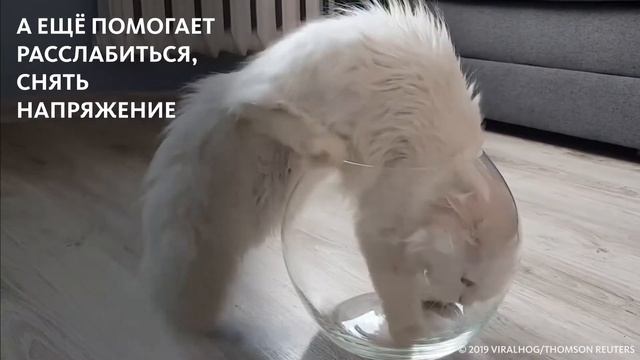 ПОЧЕМУ КОШАЧЬЕ МУРЛЫКАНЬЕ ПОЛЕЗНО