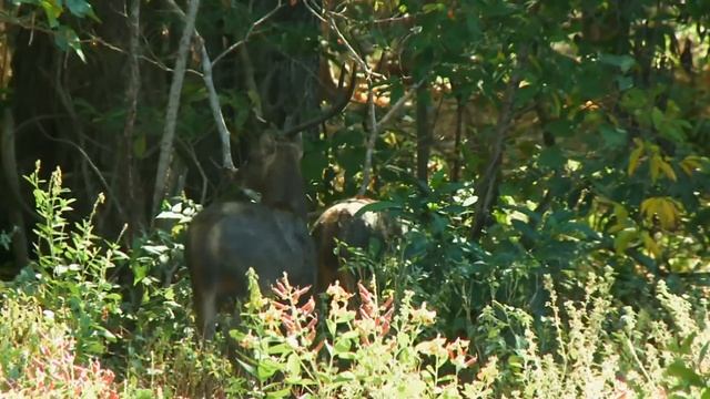 Почему Комодский Варан Самый Опасный Динозавр современности? смотреть онлайн