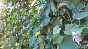 Люффа цилиндрическая. Выращивание в открытом грунте на Черноморском побережье Вавказа.