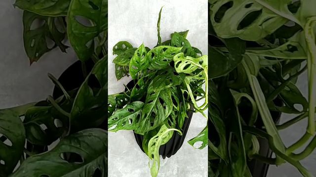 Комнатные растения в Ижевске. Монстера Манки. смотреть онлайн