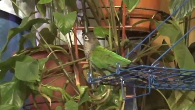 Попугай Пирурра Мусик - Первые полеты Pyrrhura попугай смотреть онлайн