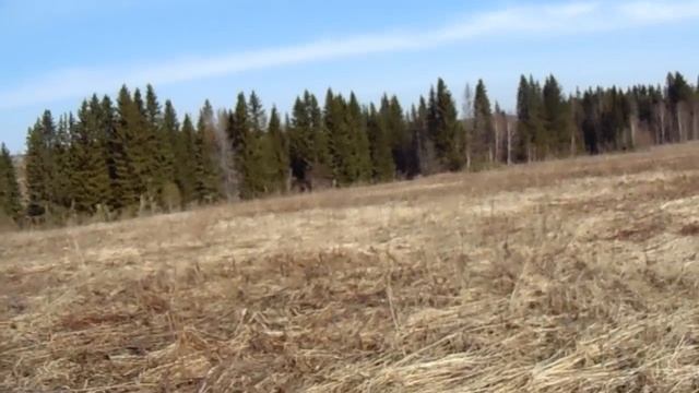 Говорим о кредитовании. Смотрим красивый участок земли с ручьем и елями. смотреть онлайн