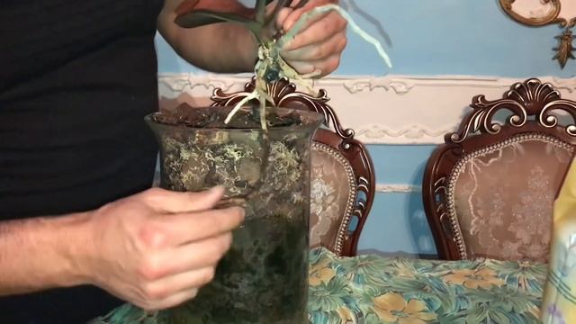 Переводим орхидеюю с классической закрытой системы в грунт для Орхидеи ZeoFlora