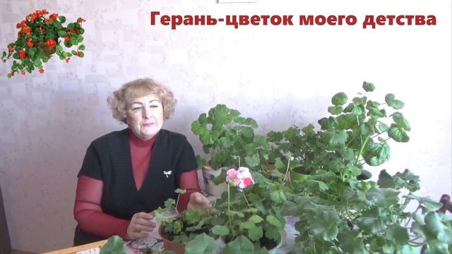 ✿ღ ✿Сажали герань семенами?Попробуйте!Правильный уход за пеларгонией зимой .✿ღ ✿ смотреть онлайн