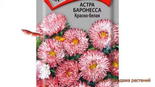 Астра обыкновенный Красно-белая (krasno belaya) ? обзор: как сажать, семена астры Красно-белая смотреть онлайн