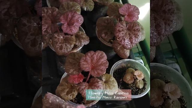 Гейхера из МикроРастений спустя 3месяца после посадки. Микроклоны. смотреть онлайн