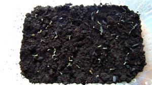 ХОСТЫ ИЗ СЕМЯН . СЕЕМ ПРАВИЛЬНО !!!