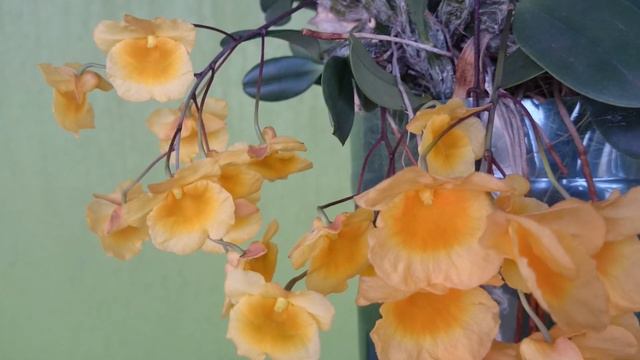 (74) Dendrobium Agregatum смотреть онлайн