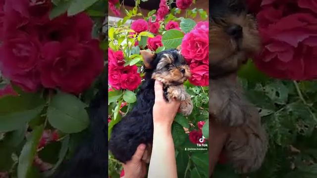 мальчик Йоркширского терьера, родословная БКО (FCI) смотреть онлайн