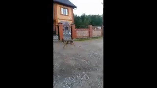 Дом продали, а собаку хотели усыпить. Больше часа волонтёры уговаривали Дружка выйти из будки. смотреть онлайн