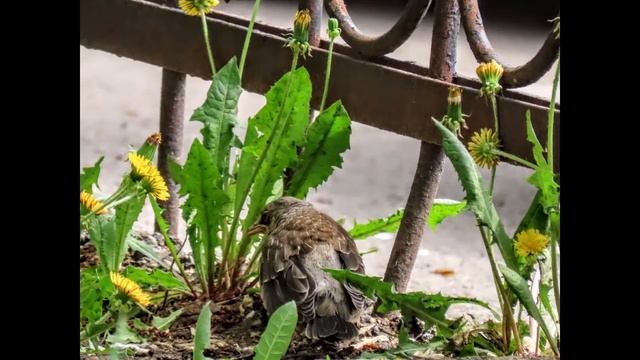 Щеглы налетели, зеленушки и конечно же дроздята) Кемерово смотреть онлайн