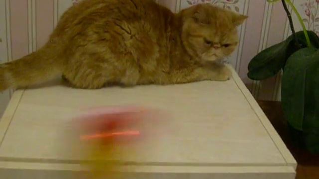 Экзотическая короткошерстная кошка смотреть онлайн