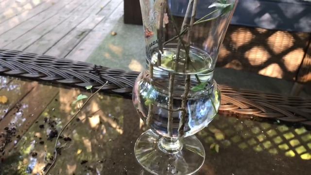 Плющ садовый. Размножение и посадка плюща для декоративного забора. смотреть онлайн