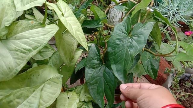 How to care syngonium plant смотреть онлайн