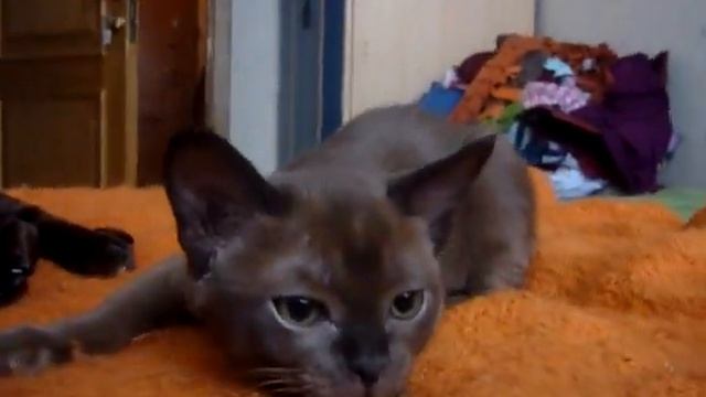 Питомник Бурманских кошек Freya Way. European Burmese. Бурма смотреть онлайн