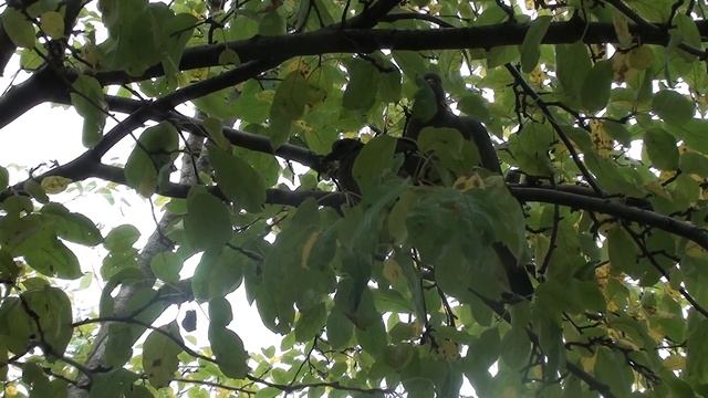 Семья голубей вяхирей. Кормление птенца. смотреть онлайн