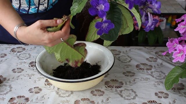 ПЕРЕСАДКА взрослого ЦВЕТУЩЕГО стрептокарпуса в мае. #5 смотреть онлайн