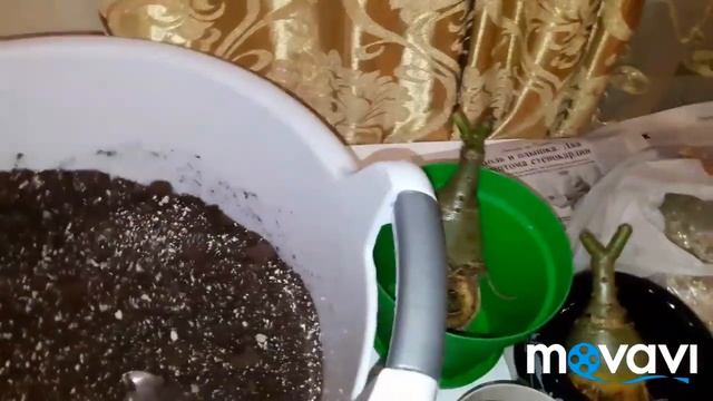 Посадка адениума. Адениумы с Азии смотреть онлайн